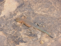 Spotted Lizard